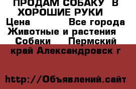 ПРОДАМ СОБАКУ  В ХОРОШИЕ РУКИ  › Цена ­ 4 000 - Все города Животные и растения » Собаки   . Пермский край,Александровск г.